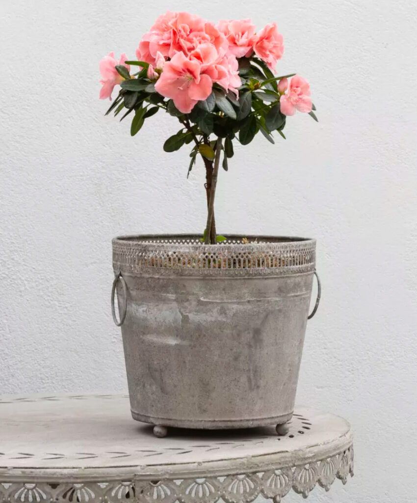 Decorative Zinc Planter with Handles